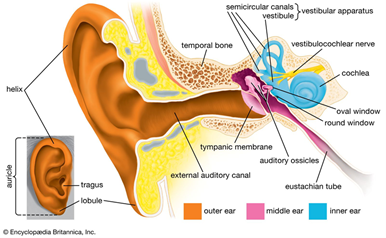 ear care diagram